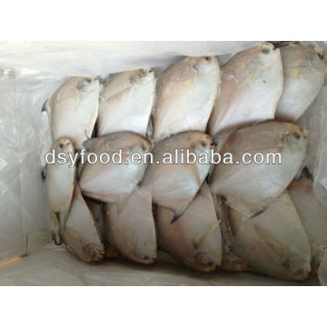 Frozen Silvery Pomfret Fish